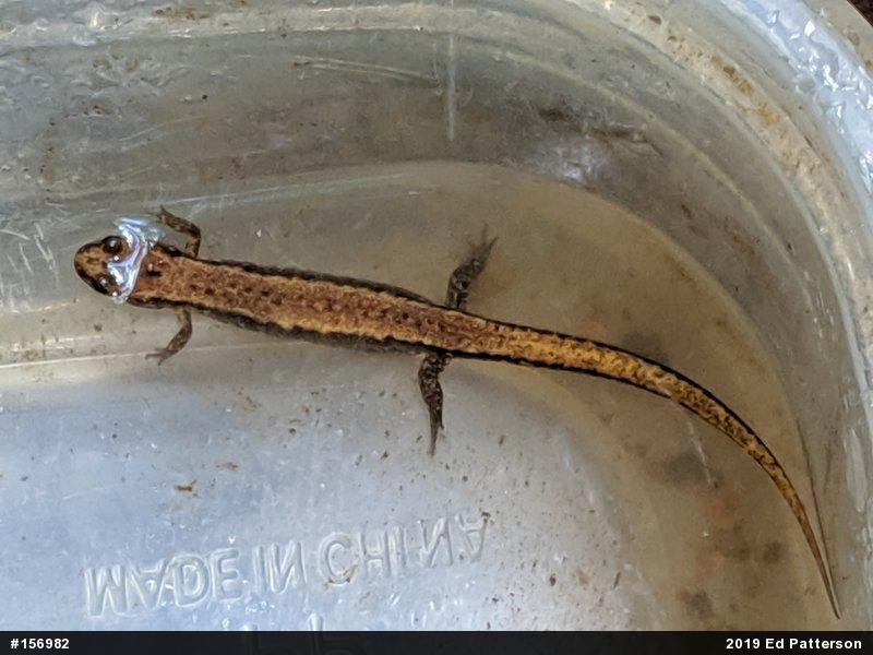 Allegheny Mountain Dusky Salamander