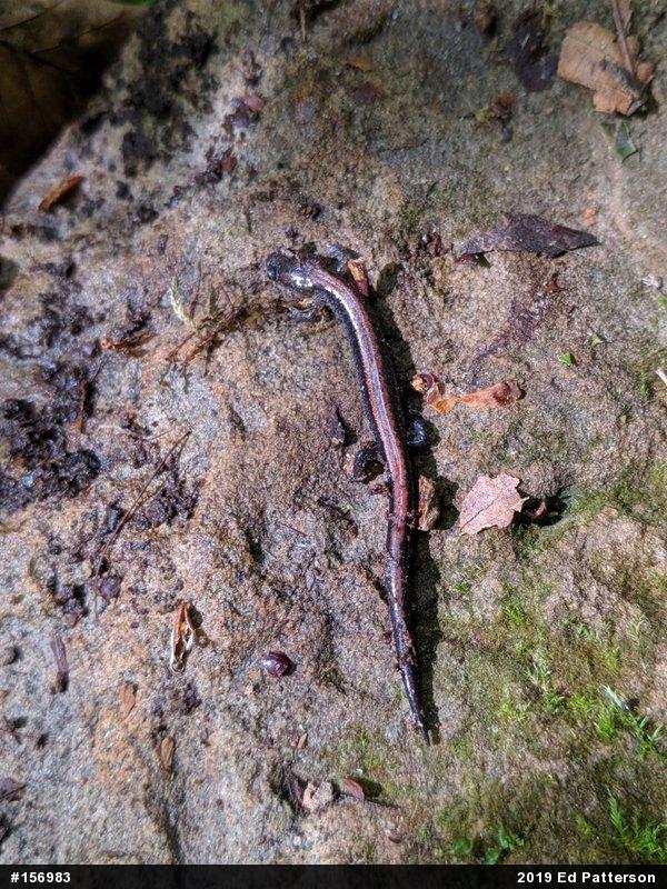 Eastern Red-backed  Salamander