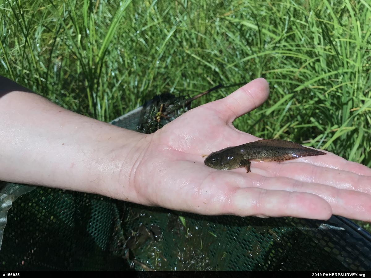 Green Frog