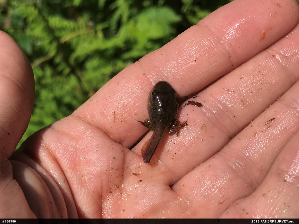 Spring Peeper