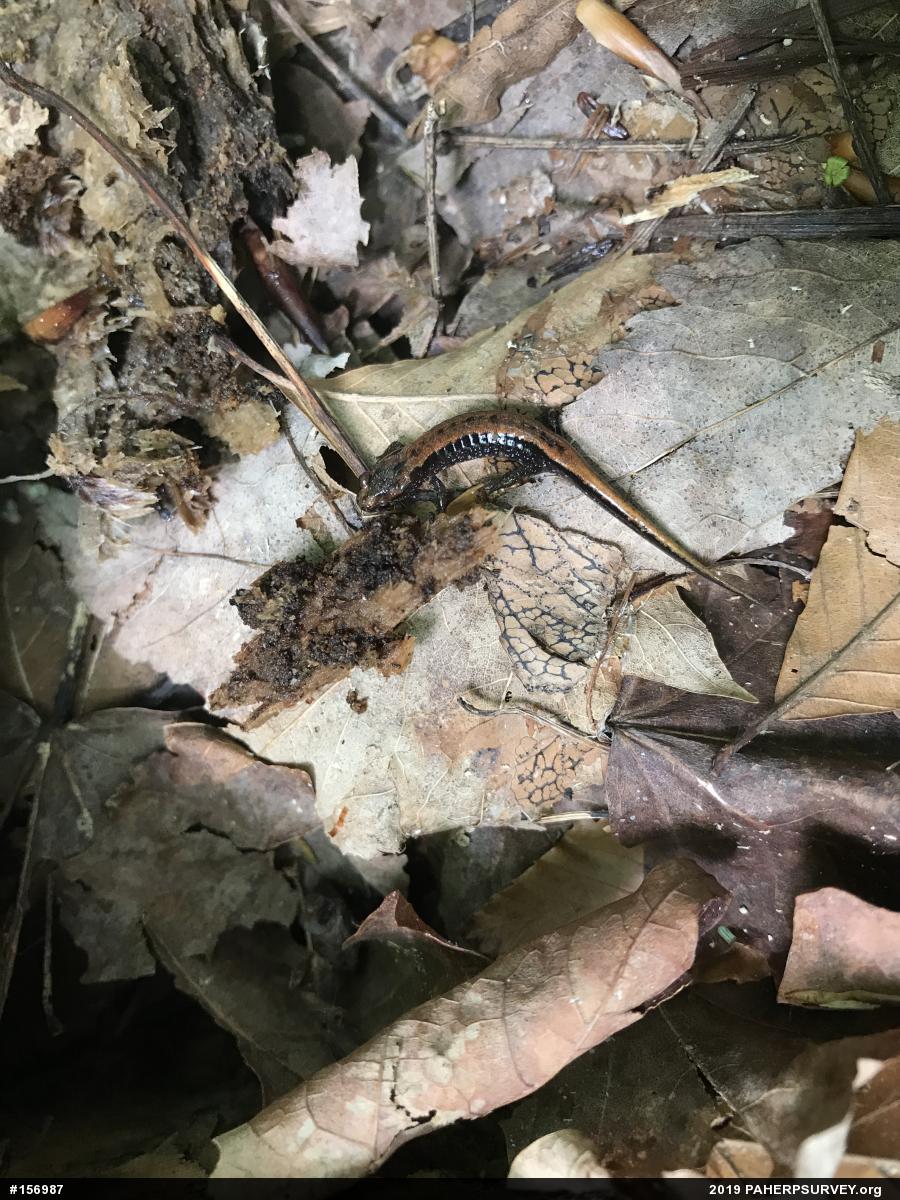 Allegheny Mountain Dusky Salamander