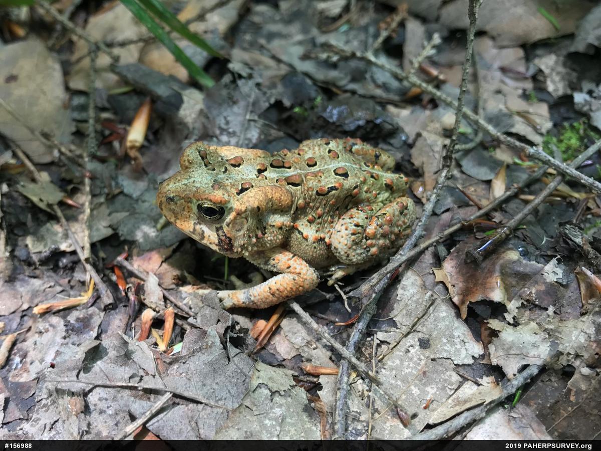 Eastern American Toad