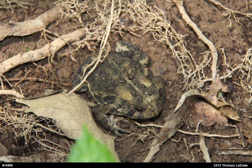 Eastern American Toad