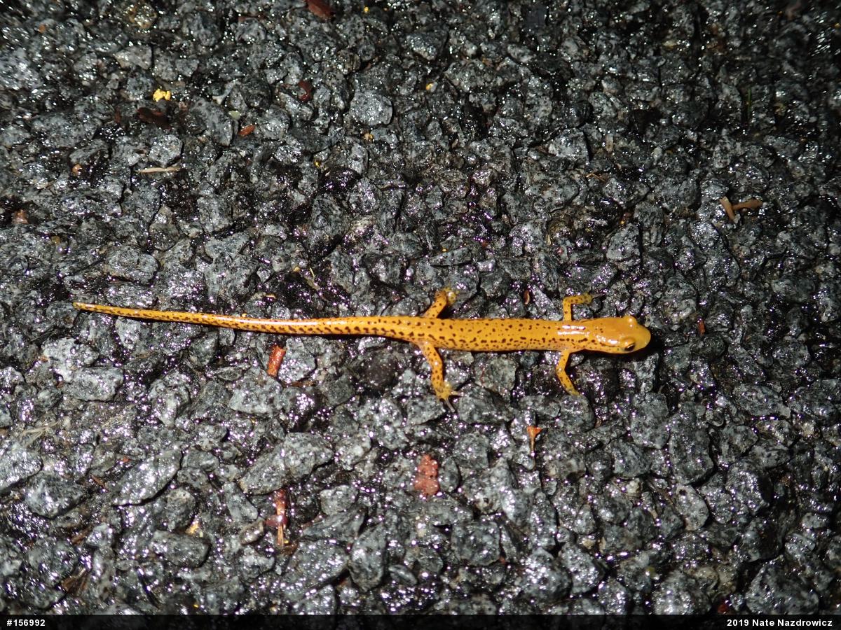 Eastern Long-tailed Salamander