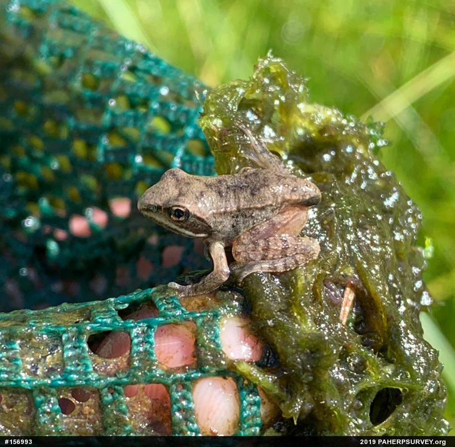 Wood Frog