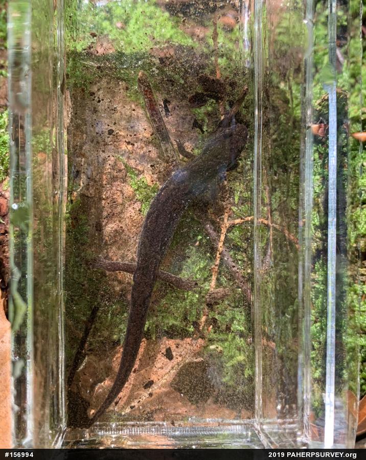 Northern Dusky Salamander