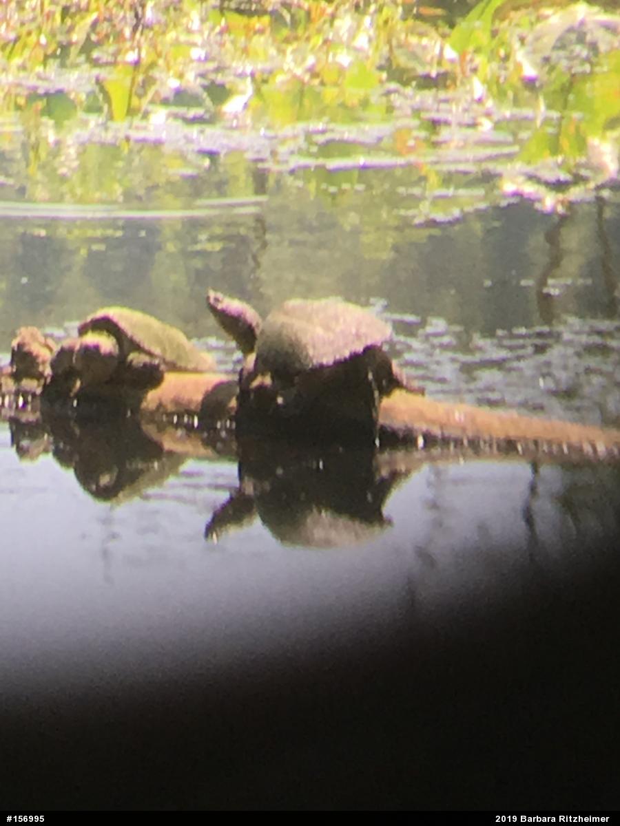 Snapping Turtle