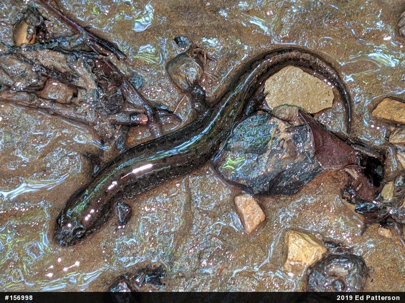 Northern Dusky Salamander