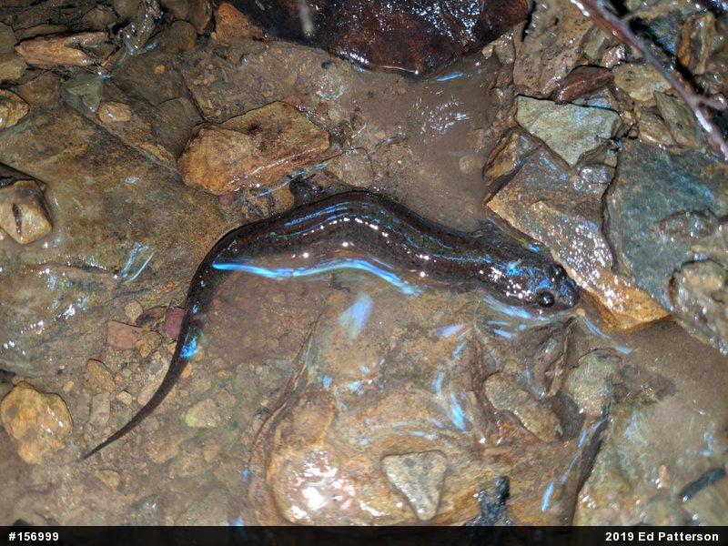 Northern Dusky Salamander