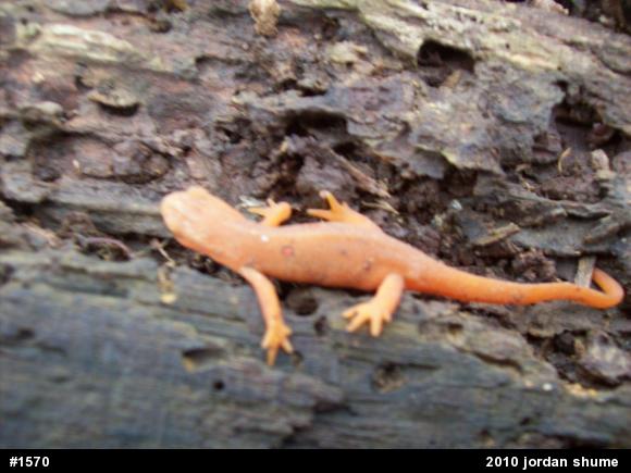 Red-spotted Newt