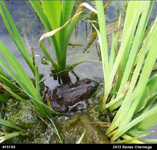 American Bullfrog