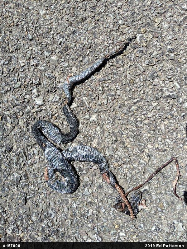 Northern Black Racer
