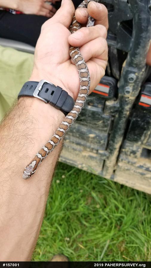Eastern Milksnake