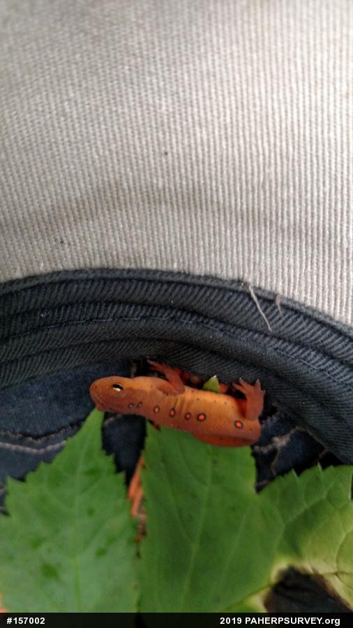 Red-spotted Newt