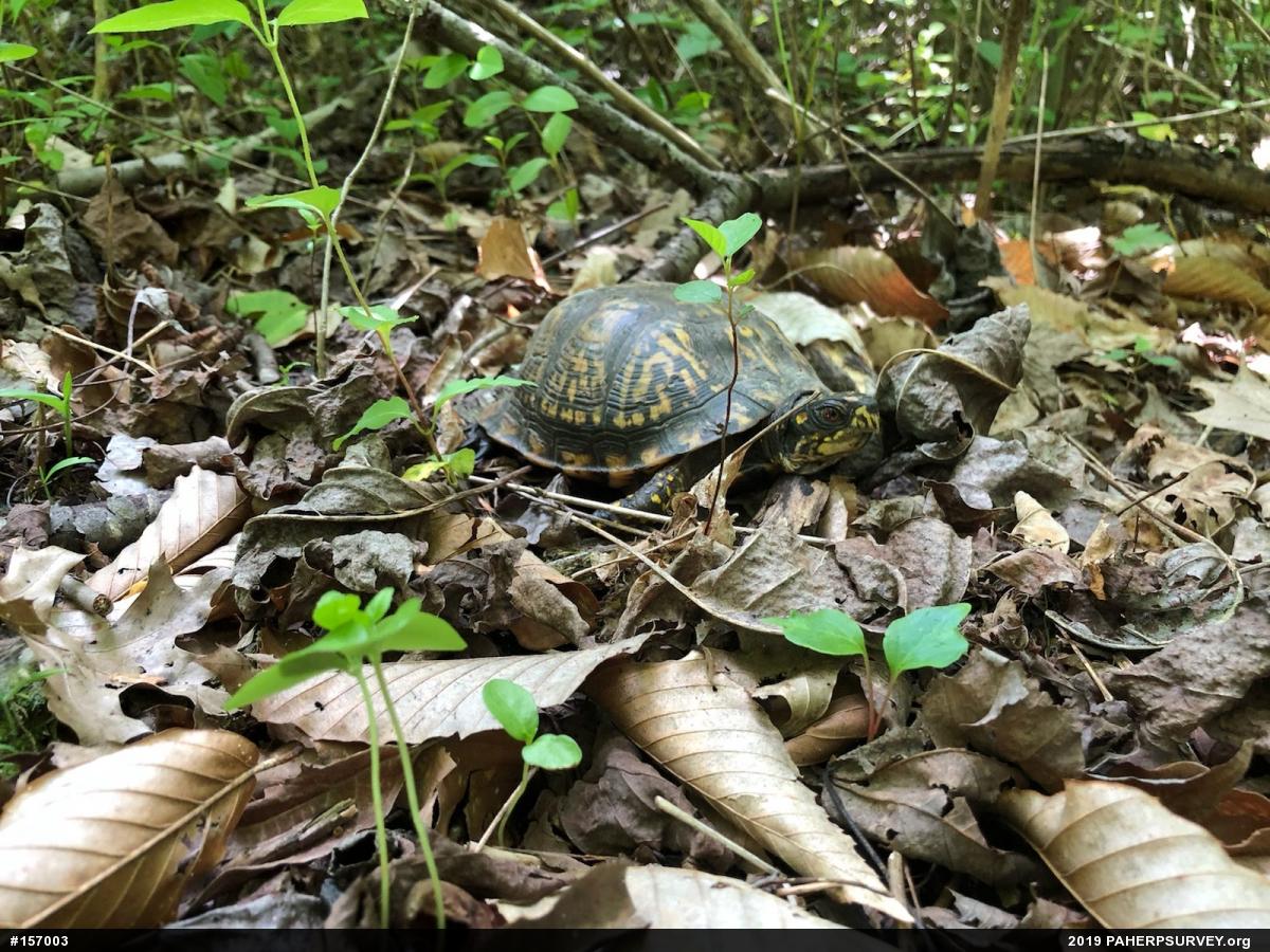 Eastern Box Turtle