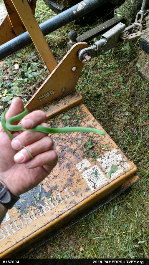 Smooth Greensnake