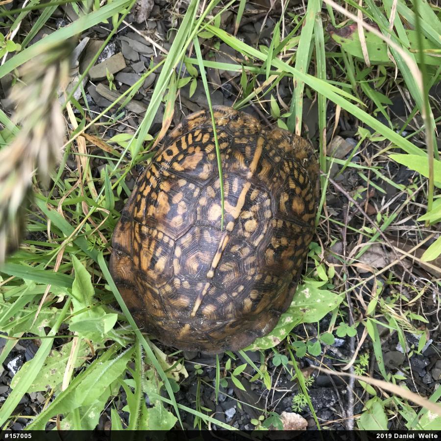Eastern Box Turtle