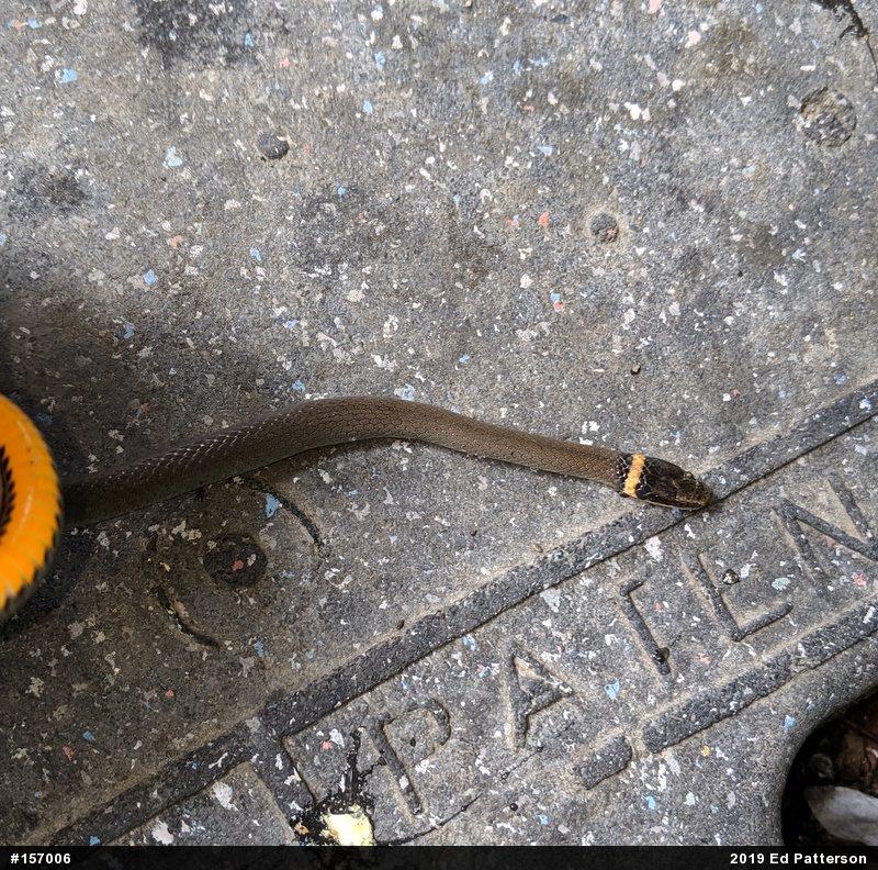 Northern Ring-necked Snake