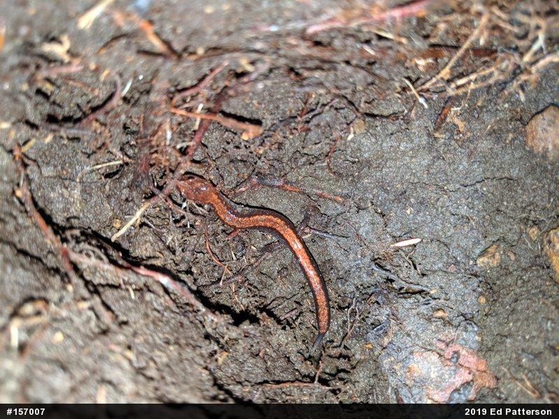 Eastern Red-backed  Salamander