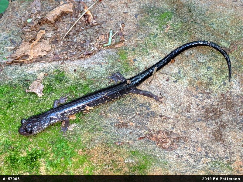 Wehrle's Salamander