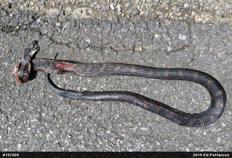 Eastern Ratsnake