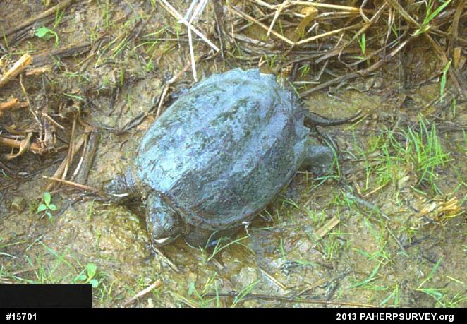 Snapping Turtle