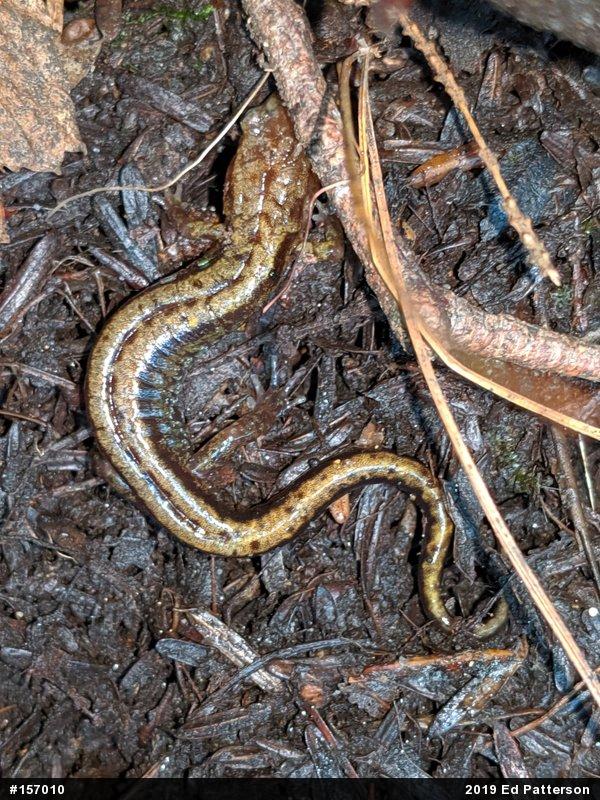 Allegheny Mountain Dusky Salamander