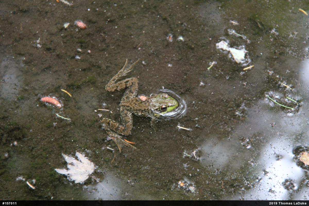 Green Frog