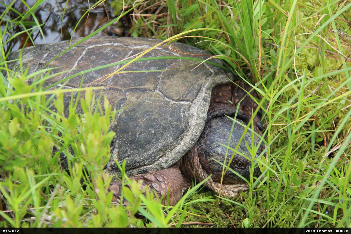 Snapping Turtle
