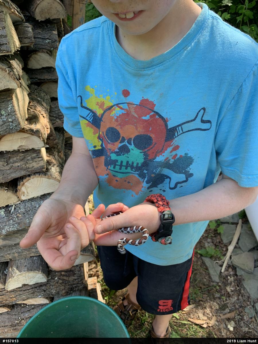 Eastern Milksnake