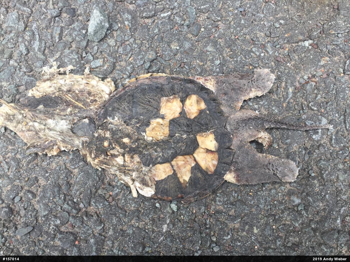Snapping Turtle