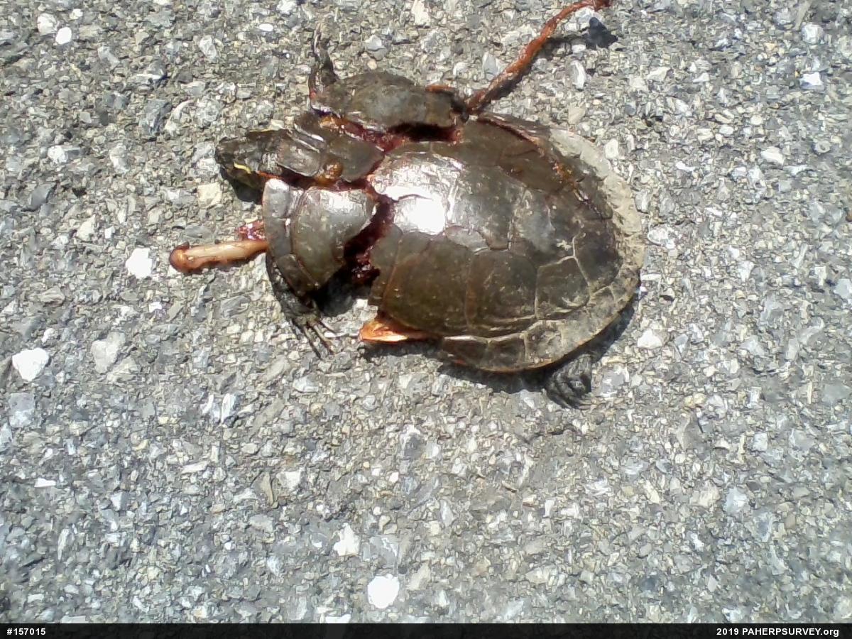 Midland Painted Turtle
