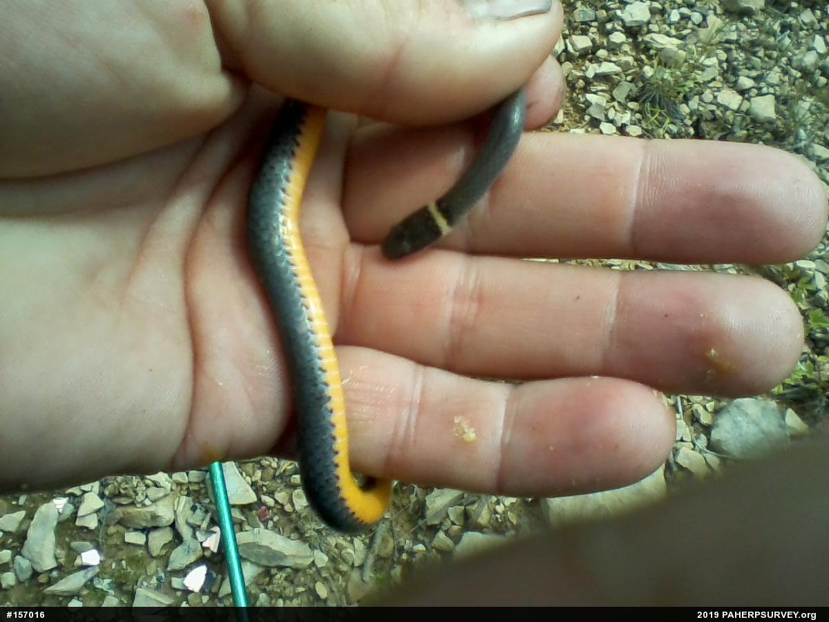 Northern Ring-necked Snake