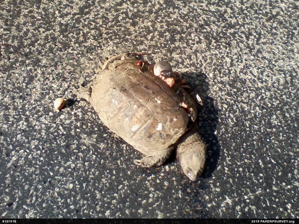 Snapping Turtle