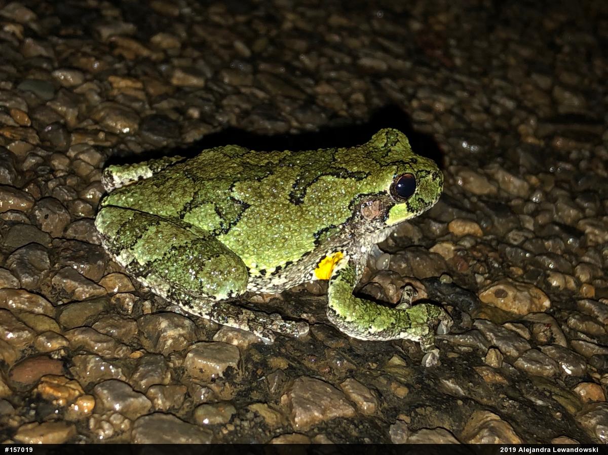 Unknown Gray Treefrog