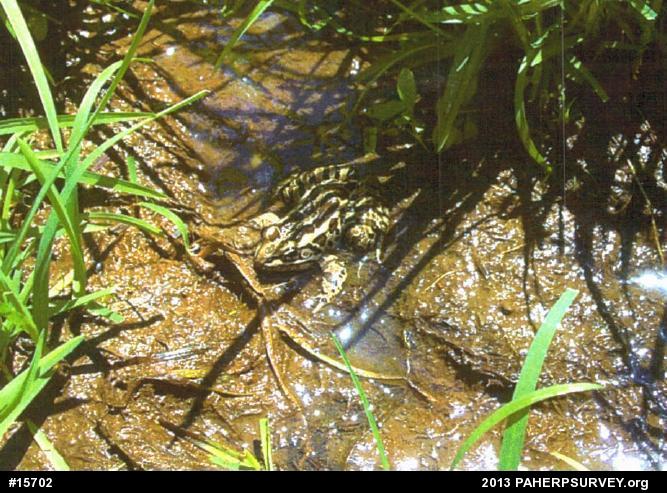 Pickerel Frog