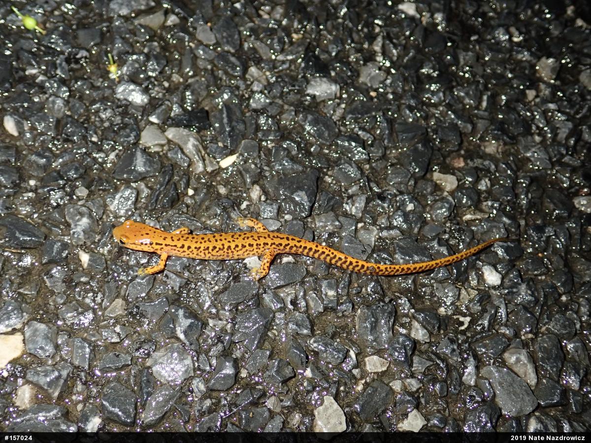 Eastern Long-tailed Salamander