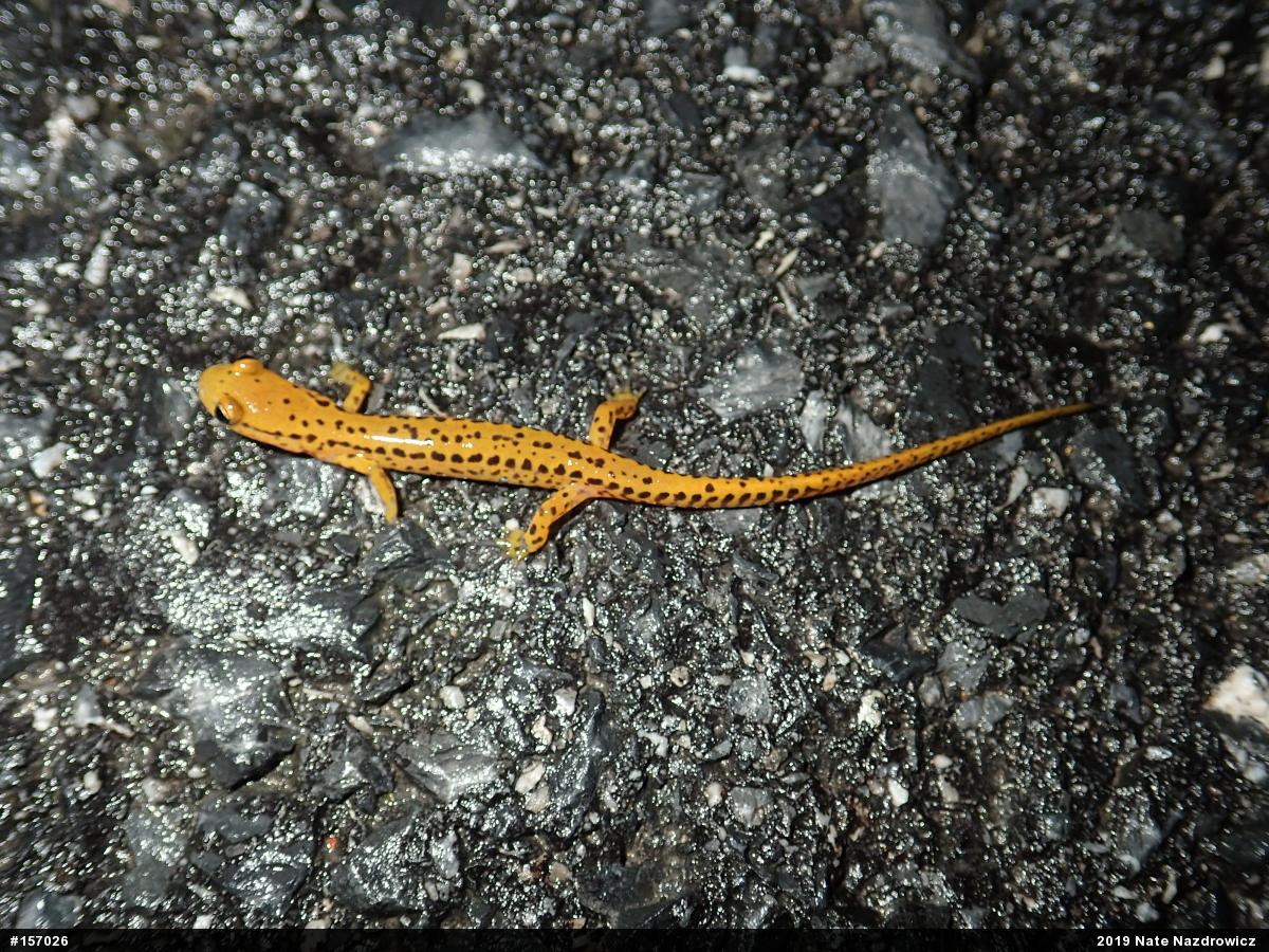 Eastern Long-tailed Salamander