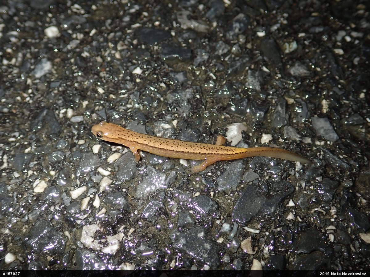 Northern Two-lined Salamander