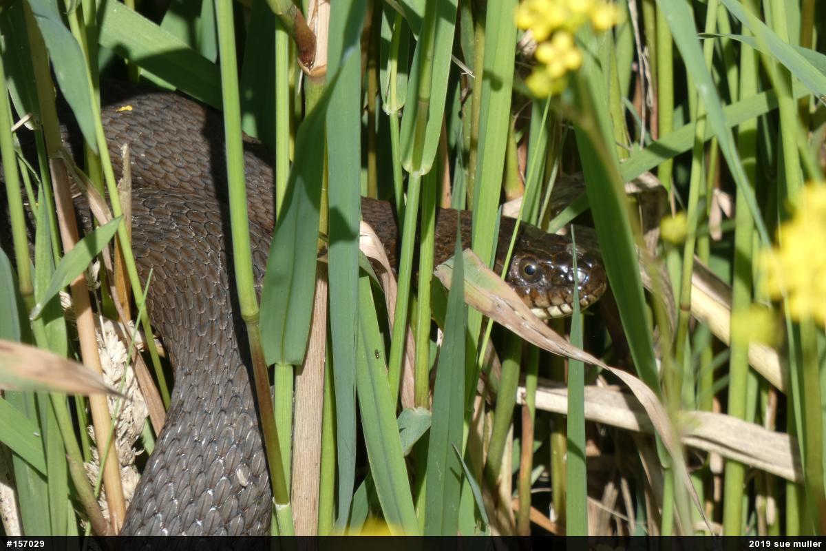 Northern Watersnake