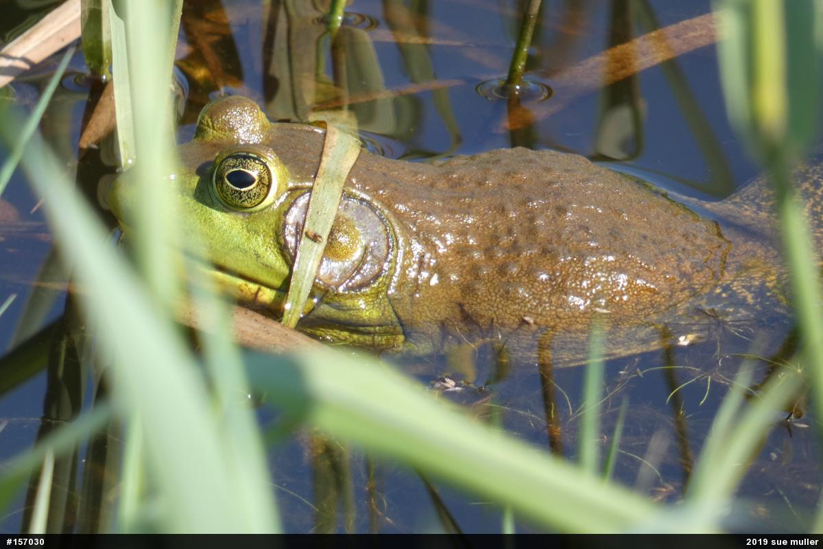 American Bullfrog