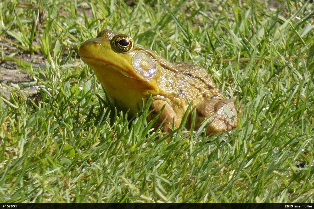 Green Frog