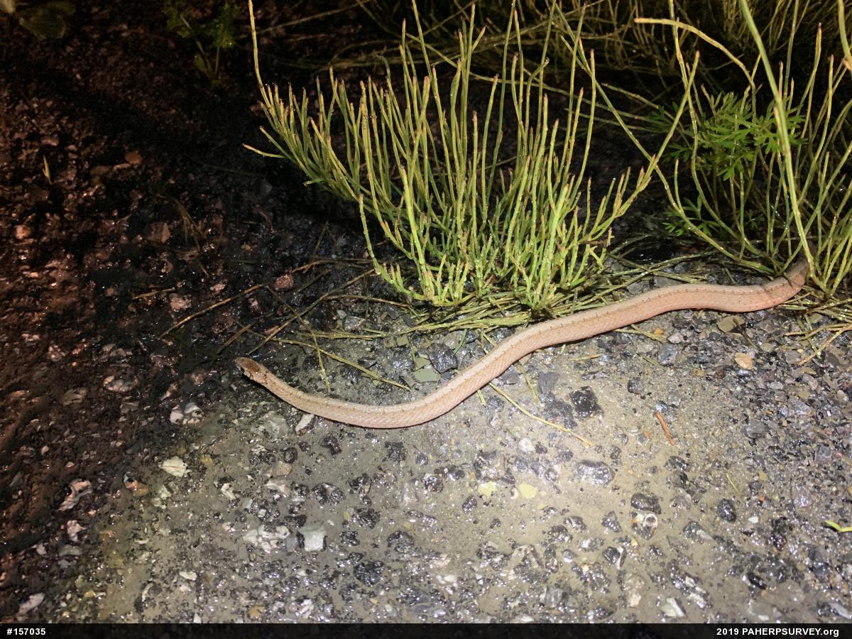 Dekay's Brownsnake