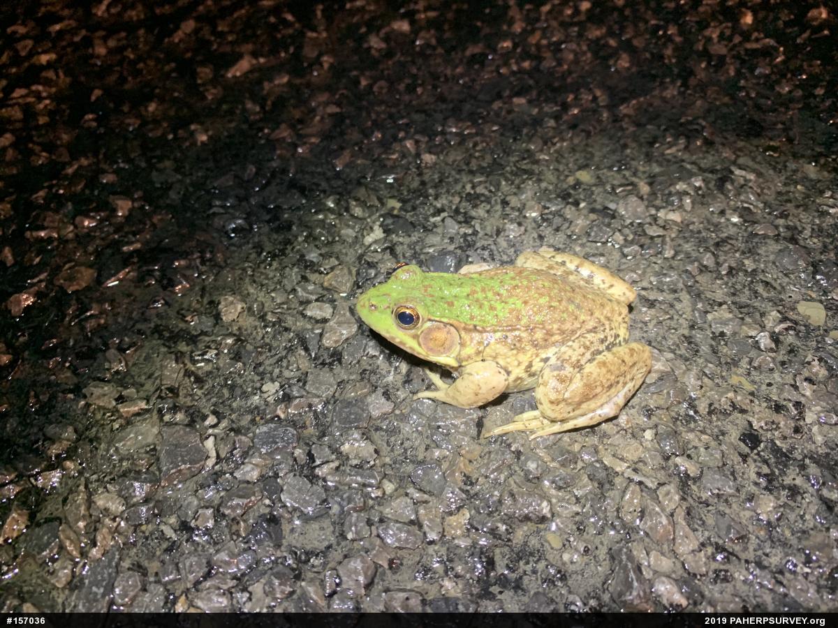 Green Frog
