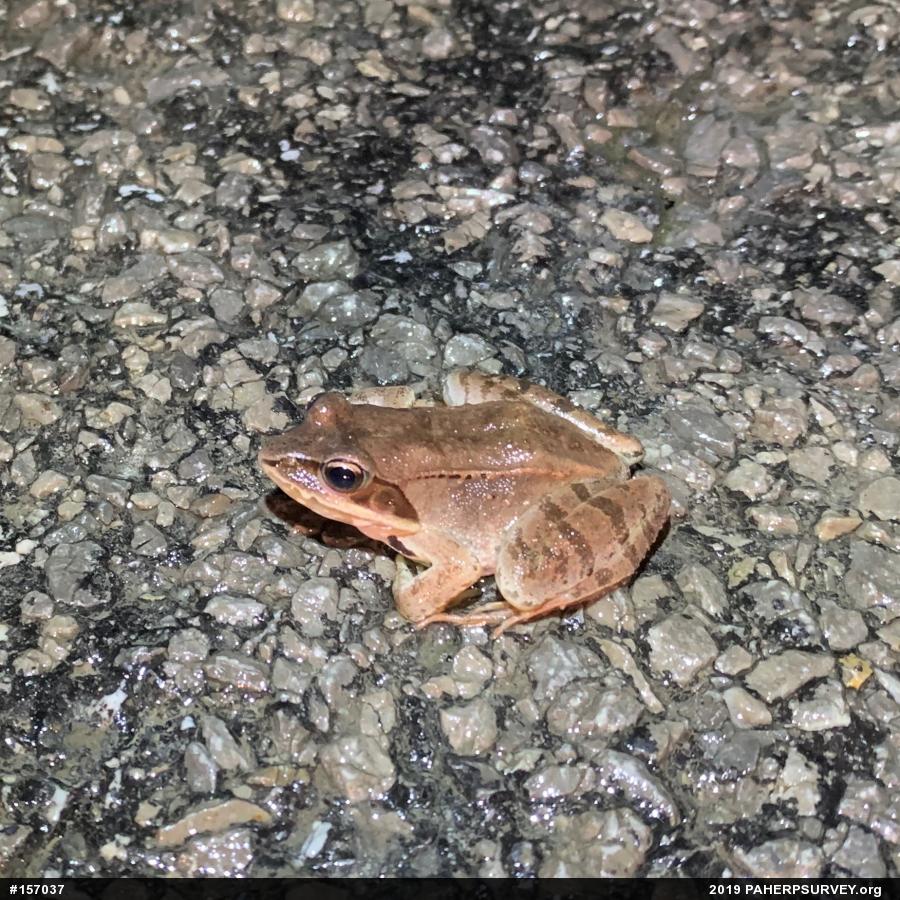 Wood Frog