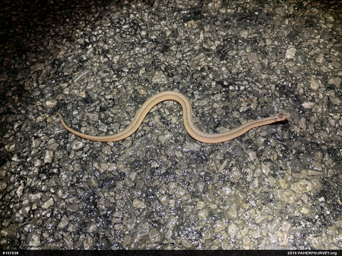 Dekay's Brownsnake