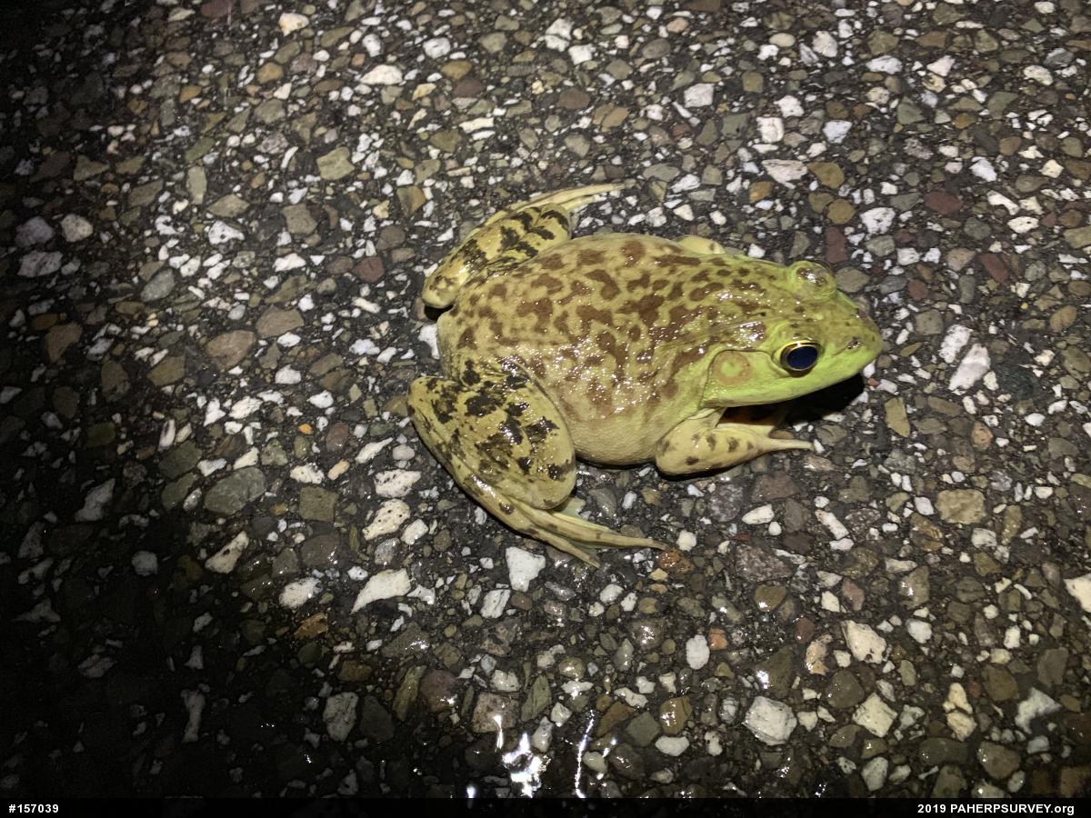 American Bullfrog