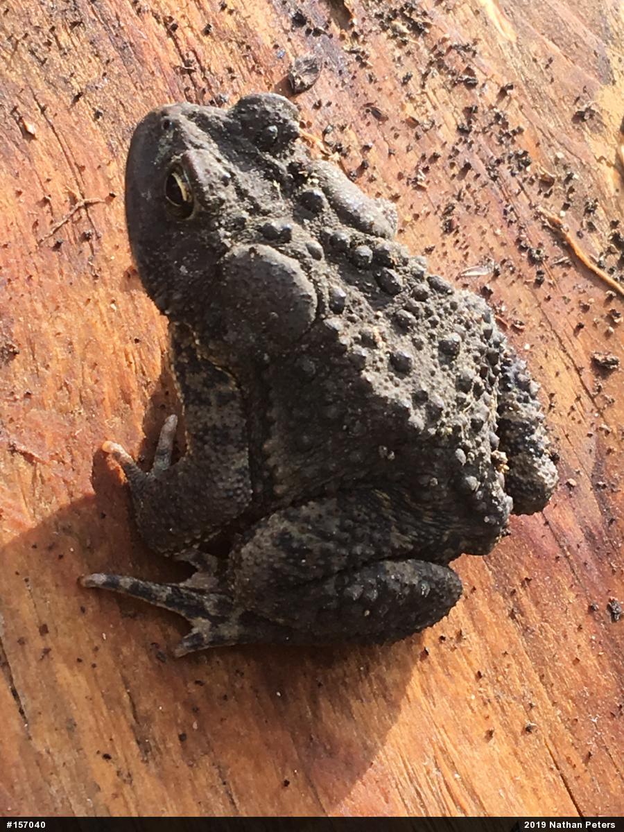 Eastern American Toad