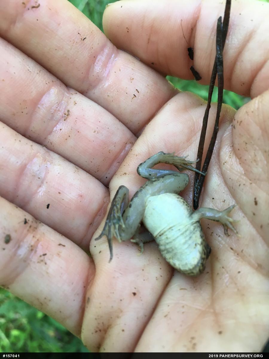 Green Frog