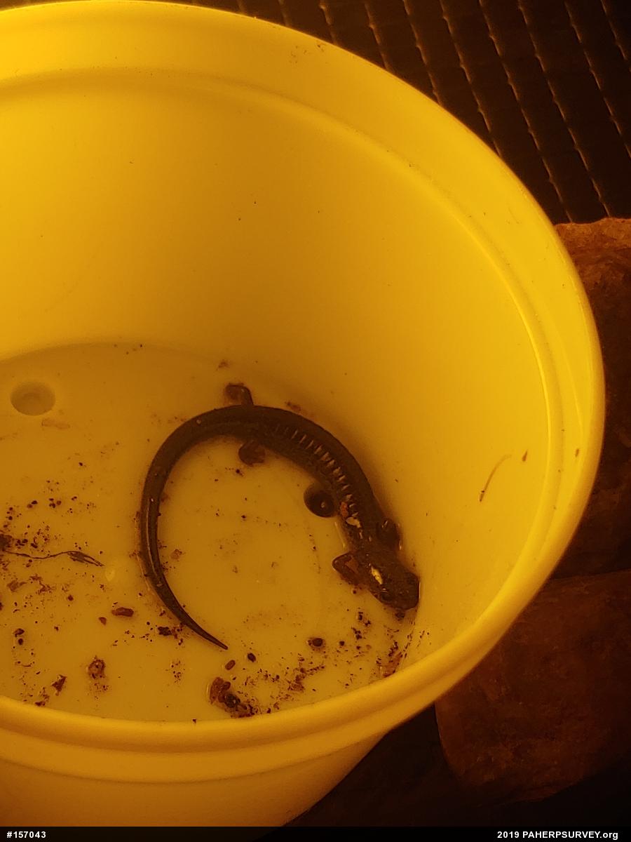 Eastern Red-backed  Salamander